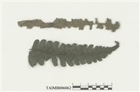 藏品(刺疣鱗蘚)的圖片